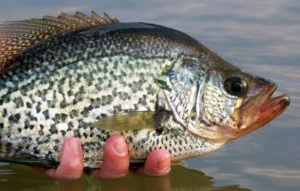 Crappie release