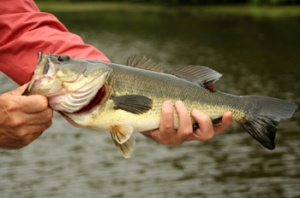 Indiana Bass