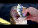 Bass on Big Bait