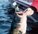 Buzz Bait Bass