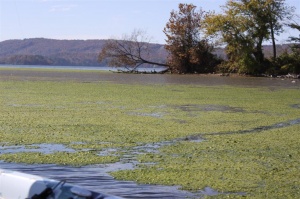 Guntersville Grass