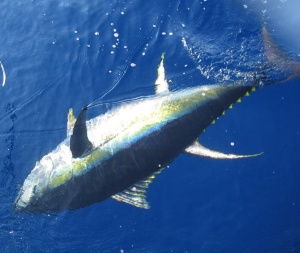 yellowfin