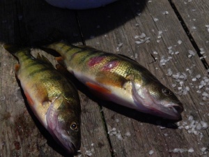 Perch.jpg