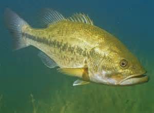 Migrating Bass.jpg