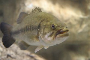 bass 3.jpg