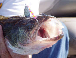 Walleye.jpg