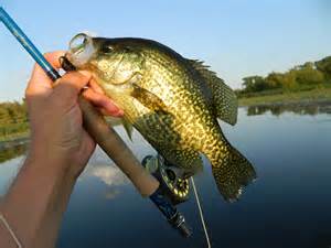 Crappie3.jpg