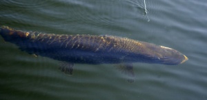 PikeinWater.jpg
