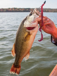 Big Worm Bass
