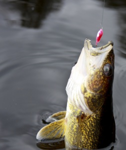 Walleye on Hook
