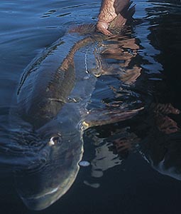 Musky release2