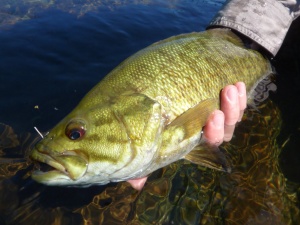 Smallmouth Release
