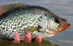 Crappie Release