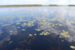 Lake Grass