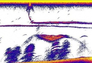 Baitfish on Sonar