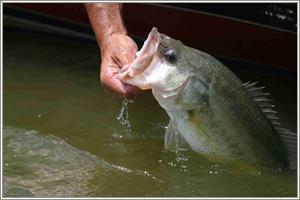 Lip Largemouth