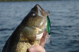 Walleye on Crankbait