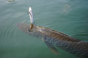 Illinois Musky