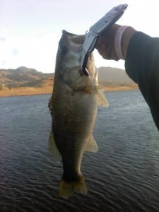 Big Bait Bass