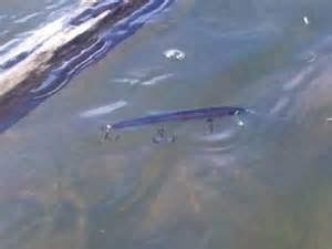 Jerk Bait in Water