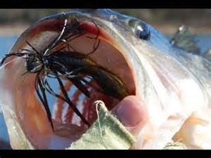 Flipping Bass
