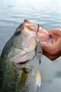 Bass on Jigging Spoon