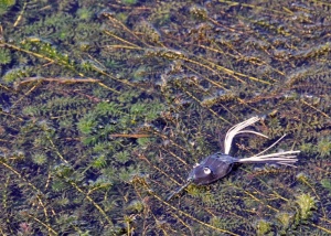 Grass Fishing