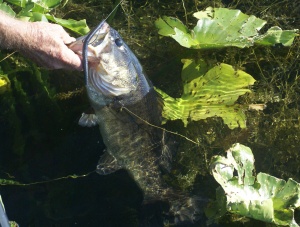 Bass in Grass