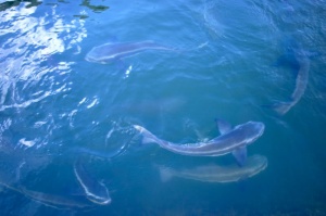 cobia
