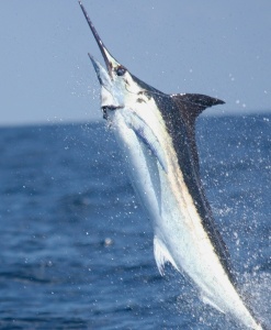 marlin