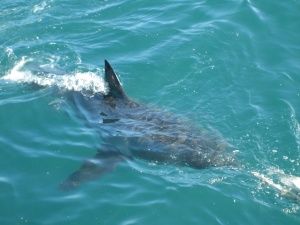 shark