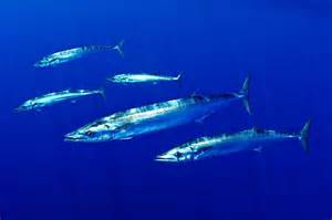 wahoo