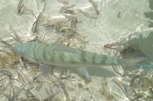 bonefish