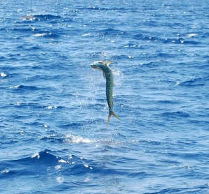 dolphin