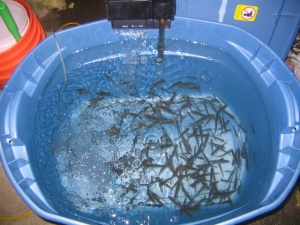 Minnows