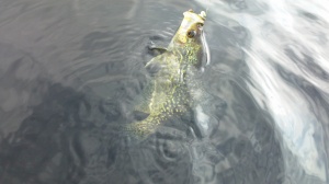Crappie2
