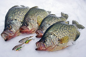 Crappie-Jigs