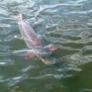 Musky.jpg